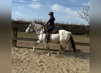 Noriker, Mare, 3 years, 15,2 hh, Leopard-Piebald