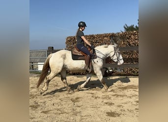 Noriker, Mare, 3 years, 15,2 hh, Leopard-Piebald