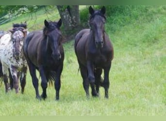 Noriker, Mare, 3 years, 16,1 hh, Black