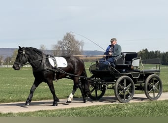 Noriker, Mare, 3 years, 16 hh, Black