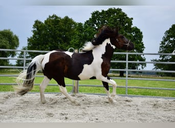 Noriker, Stute, 3 Jahre, 16 hh, Schecke