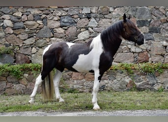 Noriker, Stute, 3 Jahre, 16 hh, Schecke