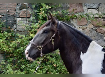 Noriker, Stute, 3 Jahre, 16 hh, Schecke