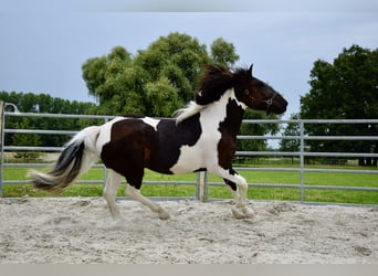 Noriker, Mare, 3 years, 16 hh, Pinto