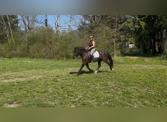 Noriker, Mare, 3 years, Black