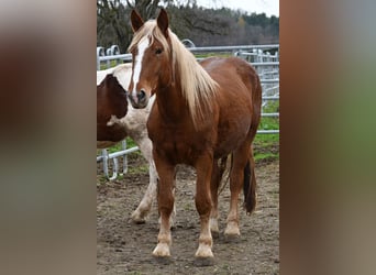 Noriker, Mare, 3 years, Chestnut