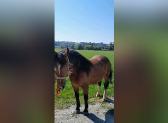 Noriker, Mare, 4 years, 15,2 hh, Brown