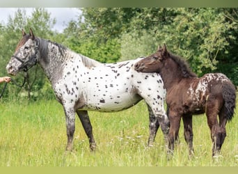 Noriker, Mare, 4 years, 15.3 hh, Leopard-Piebald