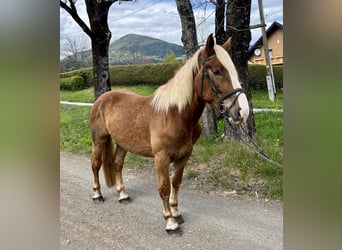 Noriker, Mare, 4 years, 15,1 hh, Chestnut