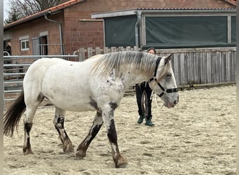 Noriker, Mare, 4 years, 16,2 hh, Leopard-Piebald