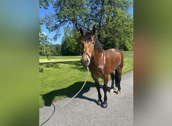 Noriker, Mare, 4 years, 16 hh, Brown