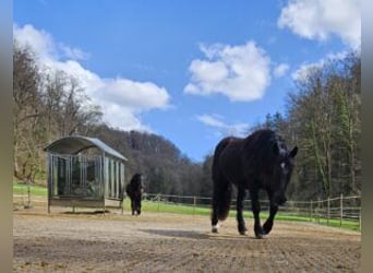 Noriker, Mare, 4 years, Black