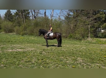 Noriker, Mare, 4 years, Black