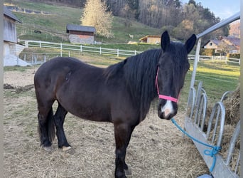 Noriker, Mare, 4 years, Black