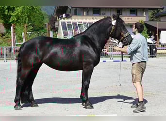 Noriker, Mare, 4 years