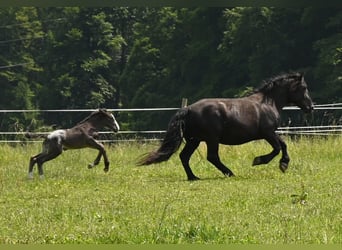 Noriker, Mare, 4 years
