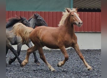 Noriker, Mare, 4 years, Chestnut