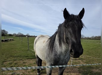 Noriker, Mare, 5 years, 15.1 hh, Grey-Blue-Tan