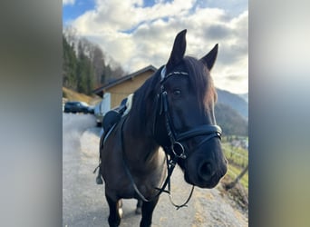 Noriker, Mare, 5 years, 15,2 hh, Black