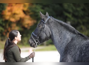 Noriker, Mare, 5 years, 16 hh, Gray-Blue-Tan