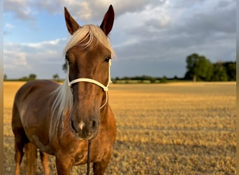 Noriker, Mare, 5 years, 16,1 hh, Chestnut