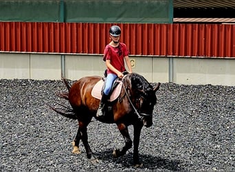 Noriker, Mare, 5 years