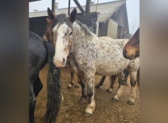 Noriker, Mare, 5 years