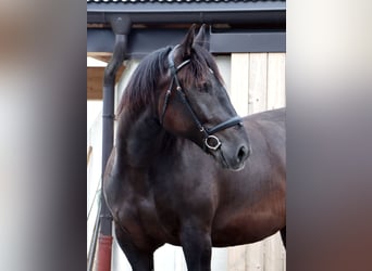 Noriker, Mare, 6 years, 15.2 hh, Black