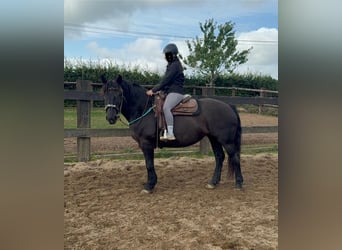 Noriker, Mare, 6 years, 15.2 hh, Black Noriker, Mare, 6 years, 15.2 hh, Black