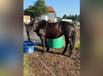 Noriker, Mare, 6 years, 15.2 hh, Black Noriker, Mare, 6 years, 15.2 hh, Black