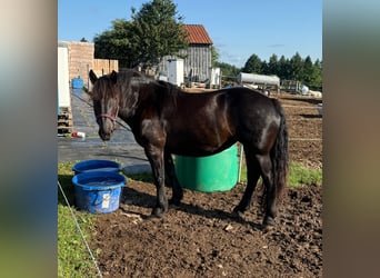 Noriker, Mare, 6 years, 15.2 hh, Black Noriker, Mare, 6 years, 15.2 hh, Black