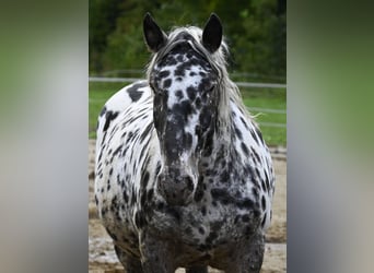 Noriker, Stute, 6 Jahre, 15,2 hh