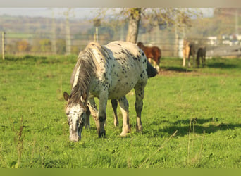 Noriker, Mare, 6 years, 15 hh, Leopard-Piebald