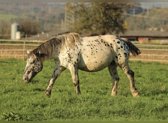 Noriker, Mare, 6 years, 15 hh, Leopard-Piebald