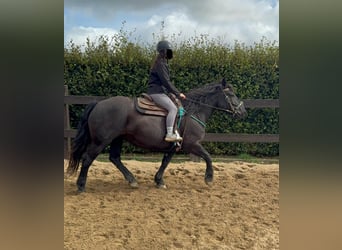 Noriker, Mare, 6 years, 15,2 hh, Black