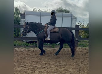 Noriker, Mare, 6 years, 15,2 hh, Black