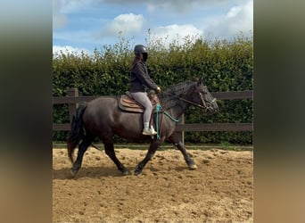 Noriker, Mare, 6 years, 15,2 hh, Black