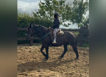 Noriker, Mare, 6 years, 15,2 hh, Black