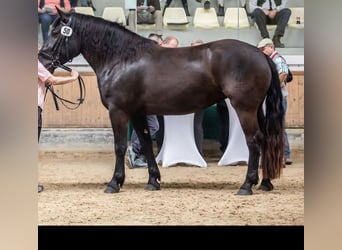 Noriker, Mare, 6 years, 16.1 hh, Black