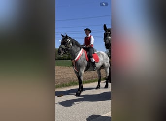 Noriker, Mare, 6 years, 16 hh, Grey-Blue-Tan