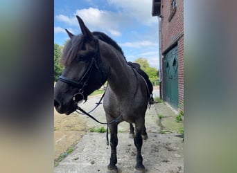 Noriker, Mare, 6 years, 16 hh, Roan-Blue