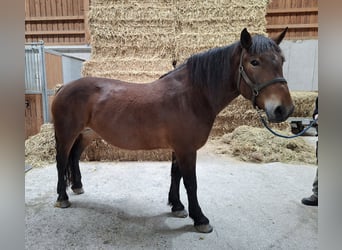 Noriker, Mare, 6 years, 16 hh, Smoky-Black