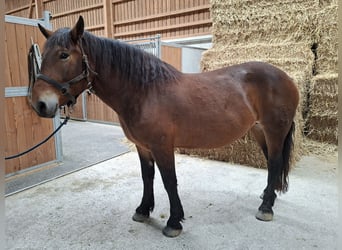 Noriker, Mare, 6 years, 16 hh, Smoky-Black