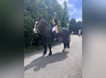 Noriker, Mare, 6 years, 16 hh, Smoky-Black