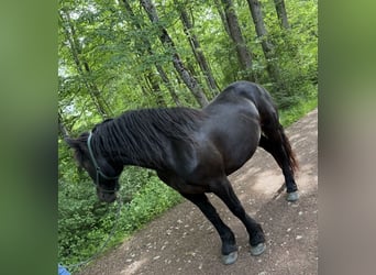 Noriker, Mare, 7 years, 15.2 hh, Black