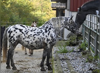 Noriker, Mare, 7 years, 15,2 hh