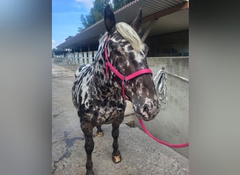 Noriker, Mare, 7 years, 15,2 hh