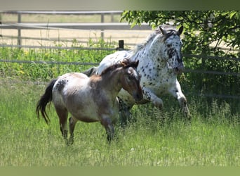 Noriker, Mare, 7 years, 15,1 hh, Leopard-Piebald