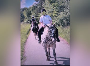 Noriker, Mare, 7 years, 15,2 hh
