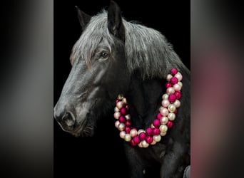 Noriker, Mare, 7 years, 16,1 hh, Gray-Blue-Tan